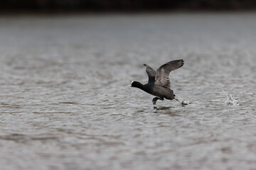 Common Coot Fulica atra running or flying over a pond in France