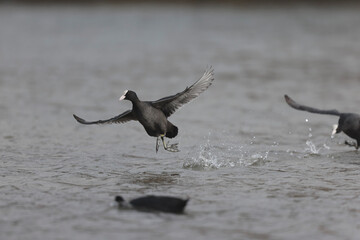 Common Coot Fulica atra running or flying over a pond in France