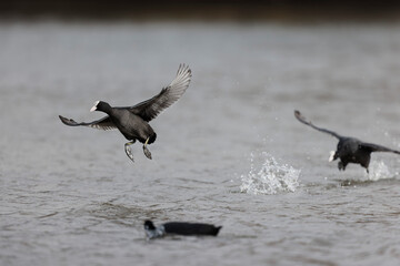 Common Coot Fulica atra running or flying over a pond in France
