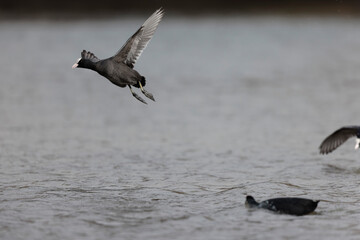 Common Coot Fulica atra running or flying over a pond in France