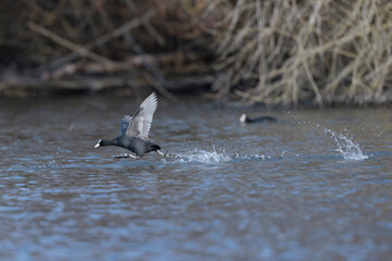 Common Coot Fulica atra running or flying over a pond in France
