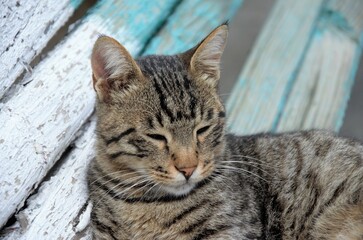 yard cat in brown color with stripes sits on the street resting