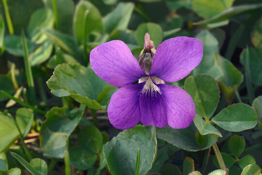 Common blue violet (Viola sororia). Called Common meadow violet, Purple violet, Woolly blue violet, Hooded violet, Missouri violet and Wood violet also.