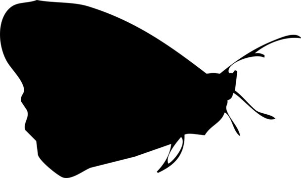 Papillon en silhouette, noir isol&eacute; fond transparent