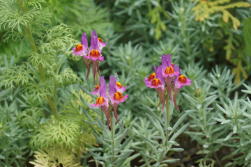 Neon Lights toadflax (Linaria auruginea 'Neon Lights'). Called Roadside toadflax 'Neon Lights' also. Another botanical name is Linaria 'Neon Light'.