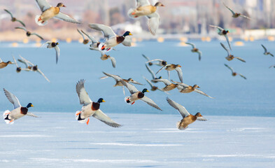 Frozen lake and birds. White blue nature background. Birds; Mallard, Eurasian Wigeon and Eurasian Teal. 