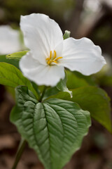Trillium - flowering plant - Melanthiaceae family partly backlit by the sun