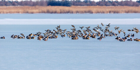 Frozen lake and birds. White blue nature background. Birds; Mallard, Eurasian Wigeon and Eurasian...