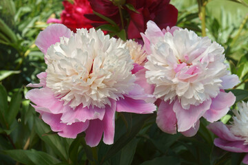 Pink Hawaiian Coral Peony (Paeonia 'Pink Hawaiian Coral'). Hybrid between Paeonia 'Charlie's White' and Paeonia peregrina 'Otto Froeber') © nickkurzenko