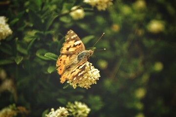 butterfly on a flower