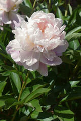 Alba Plena peony (Paeonia officinalis 'Alba Plena') © nickkurzenko