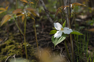 Trillium - flowering plant - Melanthiaceae family