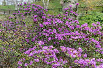 Obraz premium violet flowers on a shrub in the park at spring