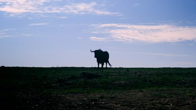 Silhouette of fighting bull challenging in the meadow