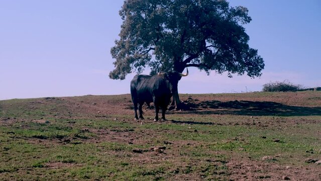 Silhouette of fighting bull challenging in the meadow