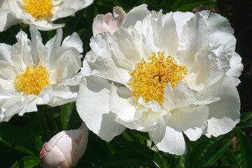 Chinese hybrid peony (Paeonia lactiflora 'Krinkled White') © nickkurzenko