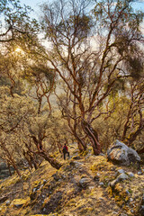 Fototapeta premium hiking in the forest at sunset
