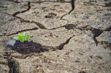 Water droplets watering a small plant sprouting from the dry, cracked soil. Climate change.