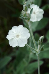 Rose campion (Silene coronaria). Called Dusty miller, Mullein-pink and Bloody William also. Another botanical name is Lychnis coronaria.