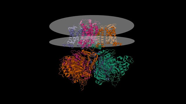 Cryo-EM structure of Ca2+-free human 
Slo1 channel. Animated 3D cartoon model, chain entity color scheme, PDB 6v3g, black background