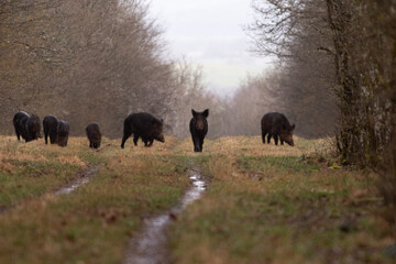 Sangliers en forêt