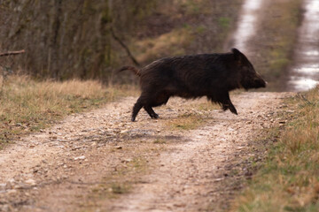 Sangliers en for&ecirc;t