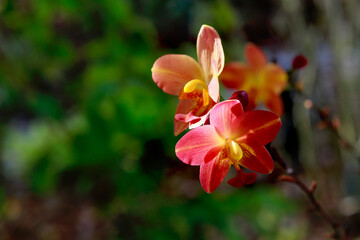 Fototapeta na wymiar red and yellow flower