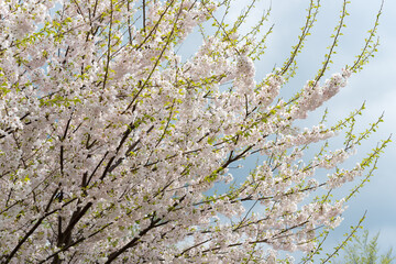 branches of a cherry tree