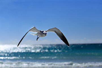 SEAGULL