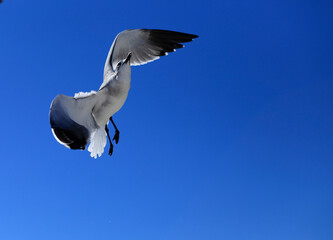 SEAGULL