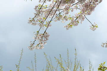 cherry blossoms and sky