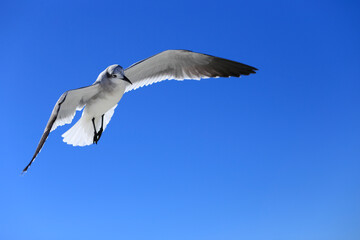 SEAGULL