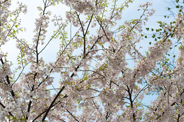 branches with blossoms in spring