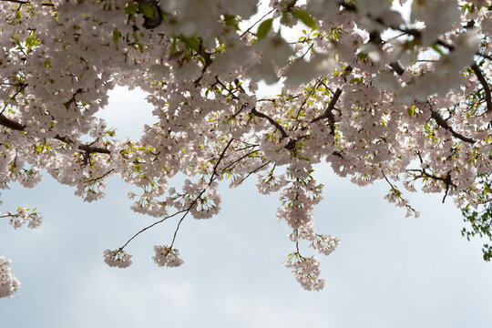 cherry blossom in spring photographed from below with blank space 
