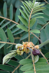 African senna (Senna didymobotrya). Called Popcorn senna, Candelabra tree and Peanut butter cassia also.