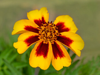 Closeup of a French Marigold Naughty Marietta flower