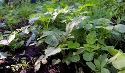 young potato plant in spring in the garden, vegetable garden in spring, farming