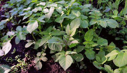 young potato plant in spring in the garden, vegetable garden in spring, farming