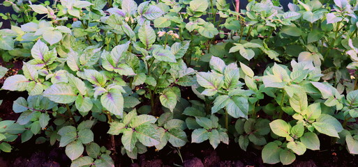 young potato plant in spring in the garden, vegetable garden in spring, farming