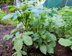 young potato plant in spring in the garden, vegetable garden in spring, farming