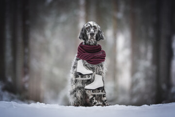 English setter in a colorful scarf and skates around his neck in a winter snowy forest