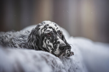 Close-up portrait of an English setter lying on a fallen tree in a snowy winter forest