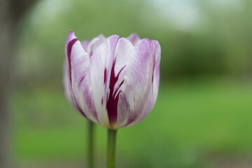 tulip close up on a bokeh green background