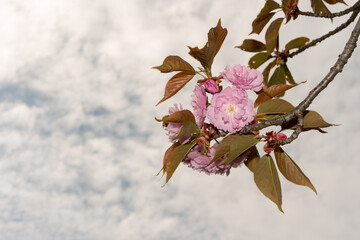 clouds and flowers