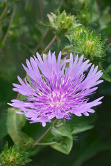 Stockesia (Stokesia laevis). Called Stokes aster also.