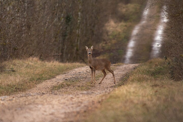 Chevreuil dans la forêt
