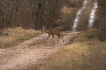 Chevreuil dans la for&ecirc;t
