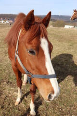 Pferd. Pferdekopf.