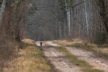 Renard dans la for&ecirc;t
