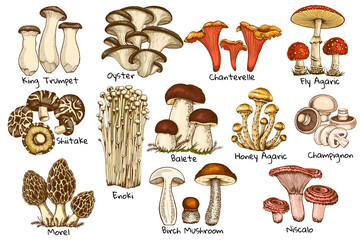 set edible mushrooms, oyster chanterelle, honey agaric enoki, morel graphic drawing with lines, sliced truffle, porcini mushroom, shiitake and chanterelles hand drawn, isolated on white background - obrazy, fototapety, plakaty